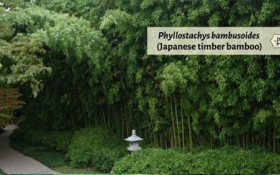 Phyllostachys bambusoides: Japanese Timber Bamboo