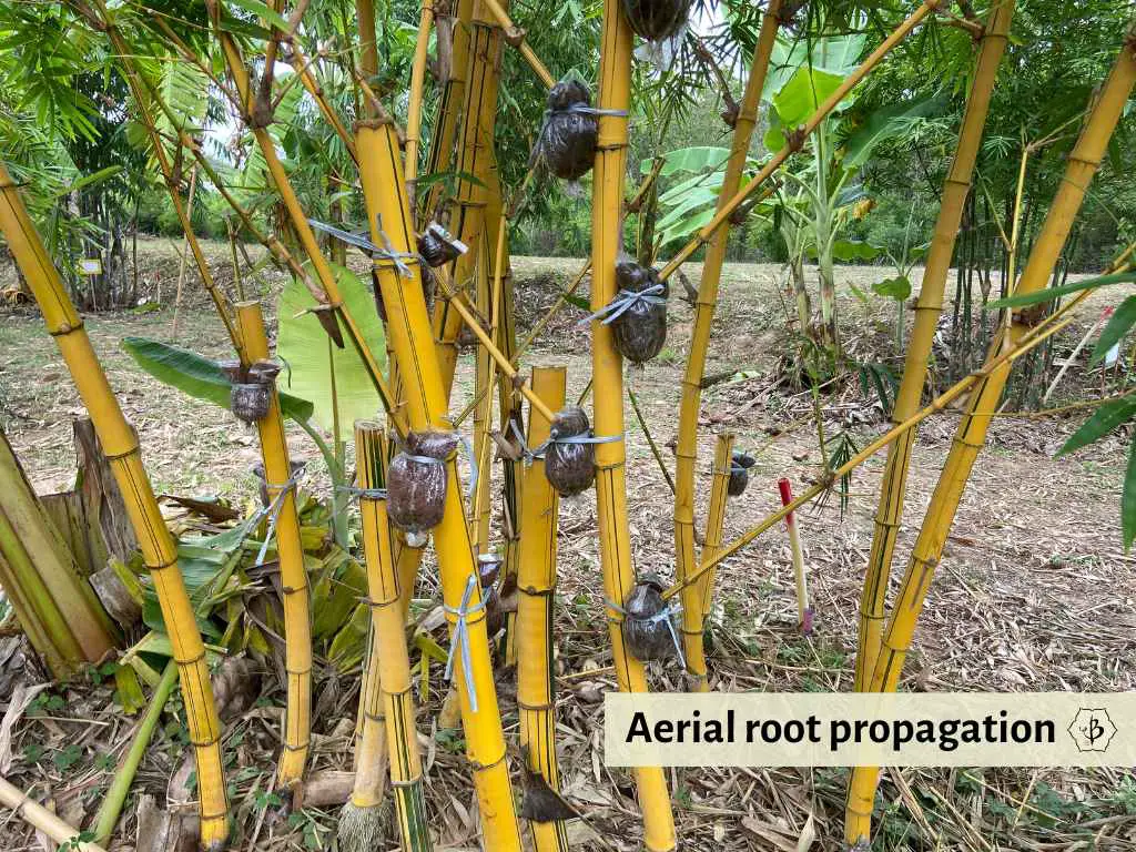 Bamboo aerial root propagation