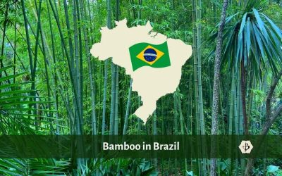 Bamboo in Brazil: Industry and forestry