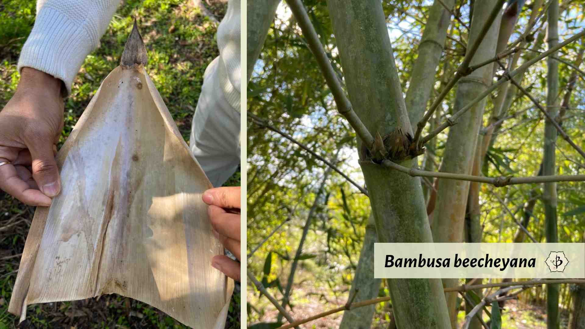 Bambusa beecheyana identification