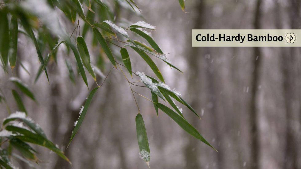 Cold Hardy Bamboo species feature