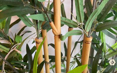 Plants that look like bamboo (but aren’t)