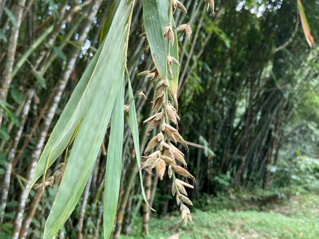 Gigantocalamus malpenensis bamboo flowering