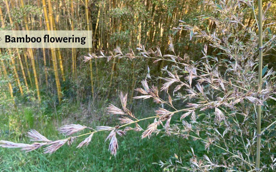 Bamboo Flowering: A botanical phenomenon