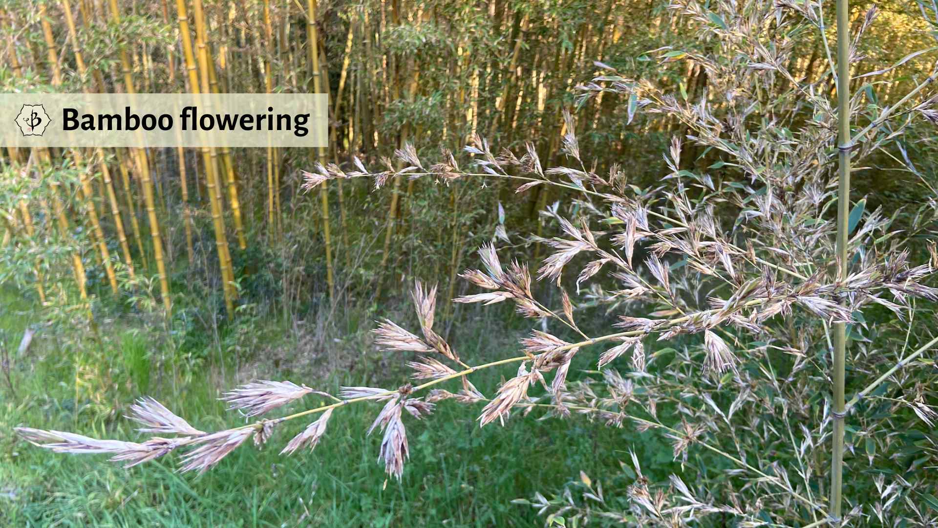 Phyllostachys nigra Henon bamboo flowering