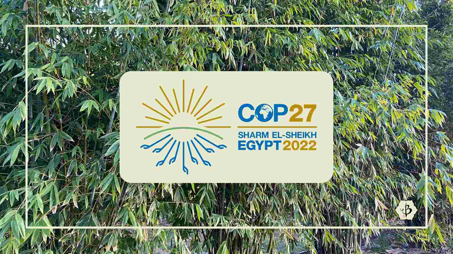 Bamboo at COP27
