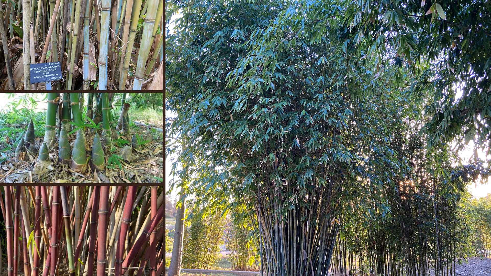 Bamboo species identification gallery