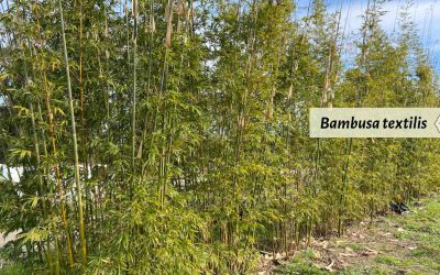 Bambusa textilis: Weaver’s Bamboo and Graceful Bamboo