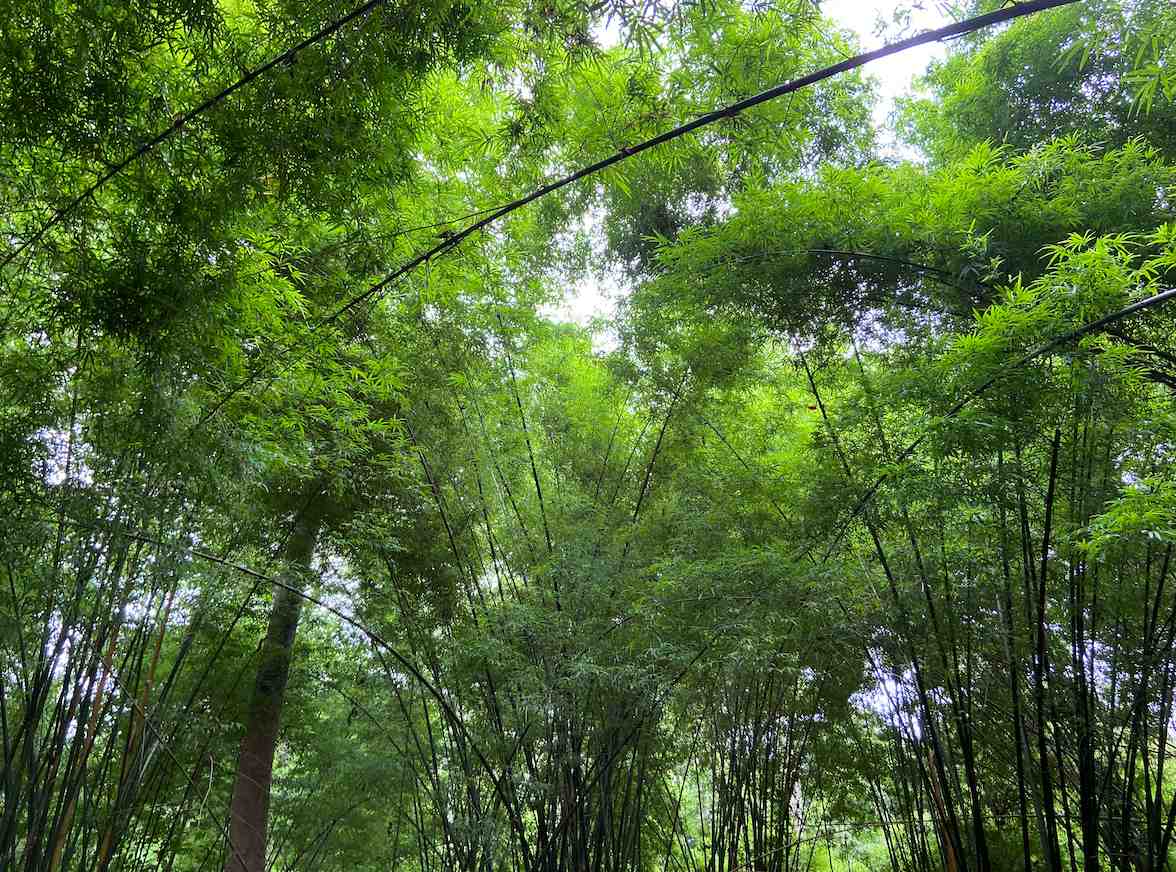 Thyrsocalamus liang in central Thailand