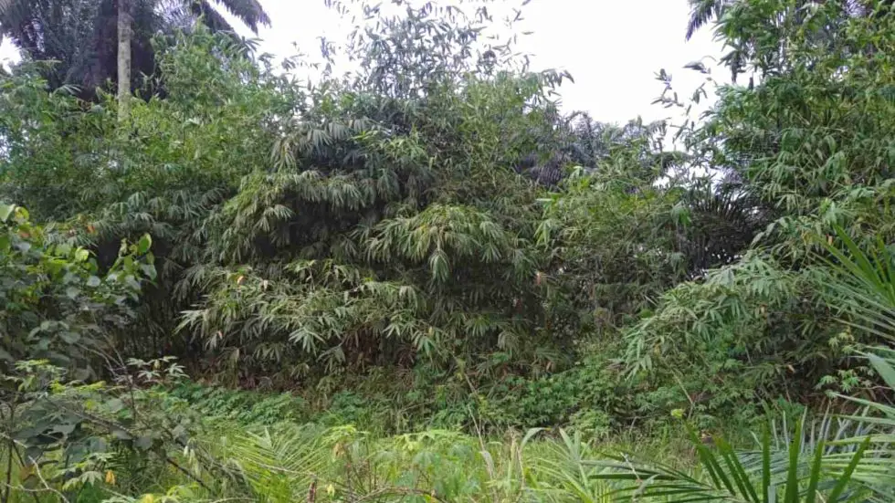 Researching bamboo in Nigeria Bambu Batu