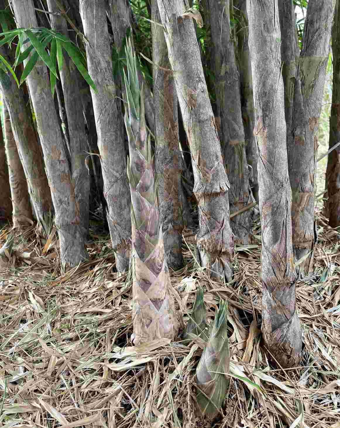 Thyrsostachys siamensis in Thailand