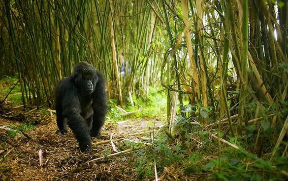 Bamboo-Forests-Volcanoes-NP-Rwanda