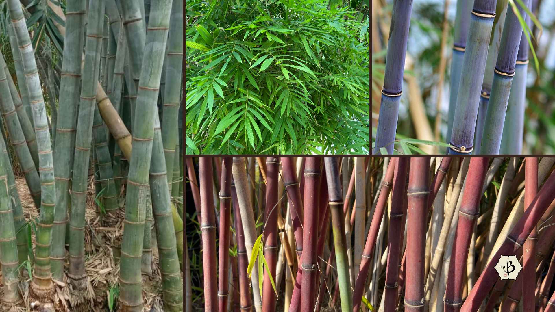 How many species of bamboo