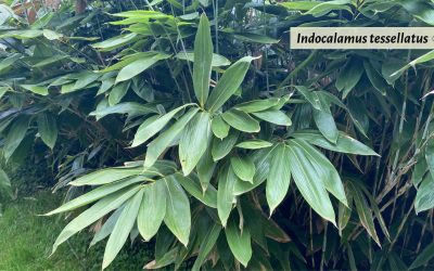 Exotic bamboo varieties for your garden