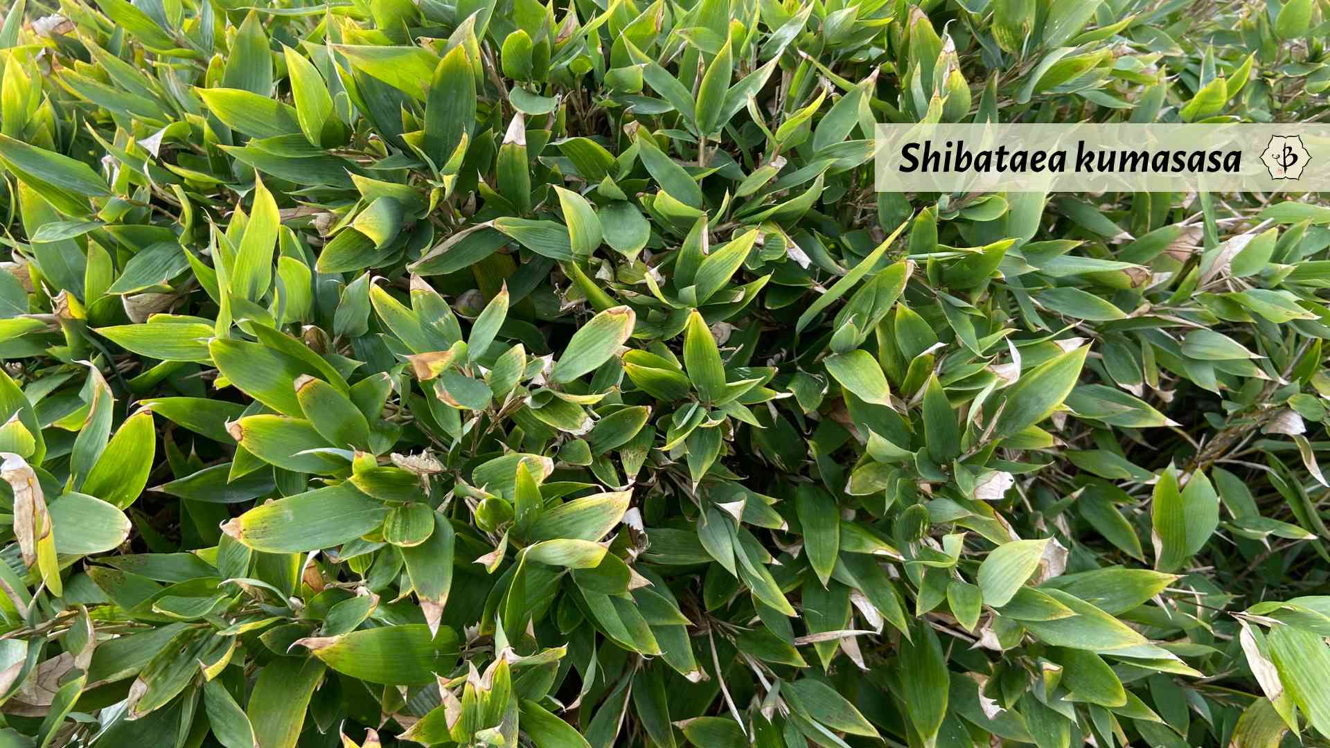 Shibataea kumasaca dwarf bamboo