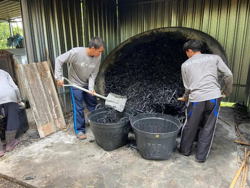 Bamboo biochar from the kiln