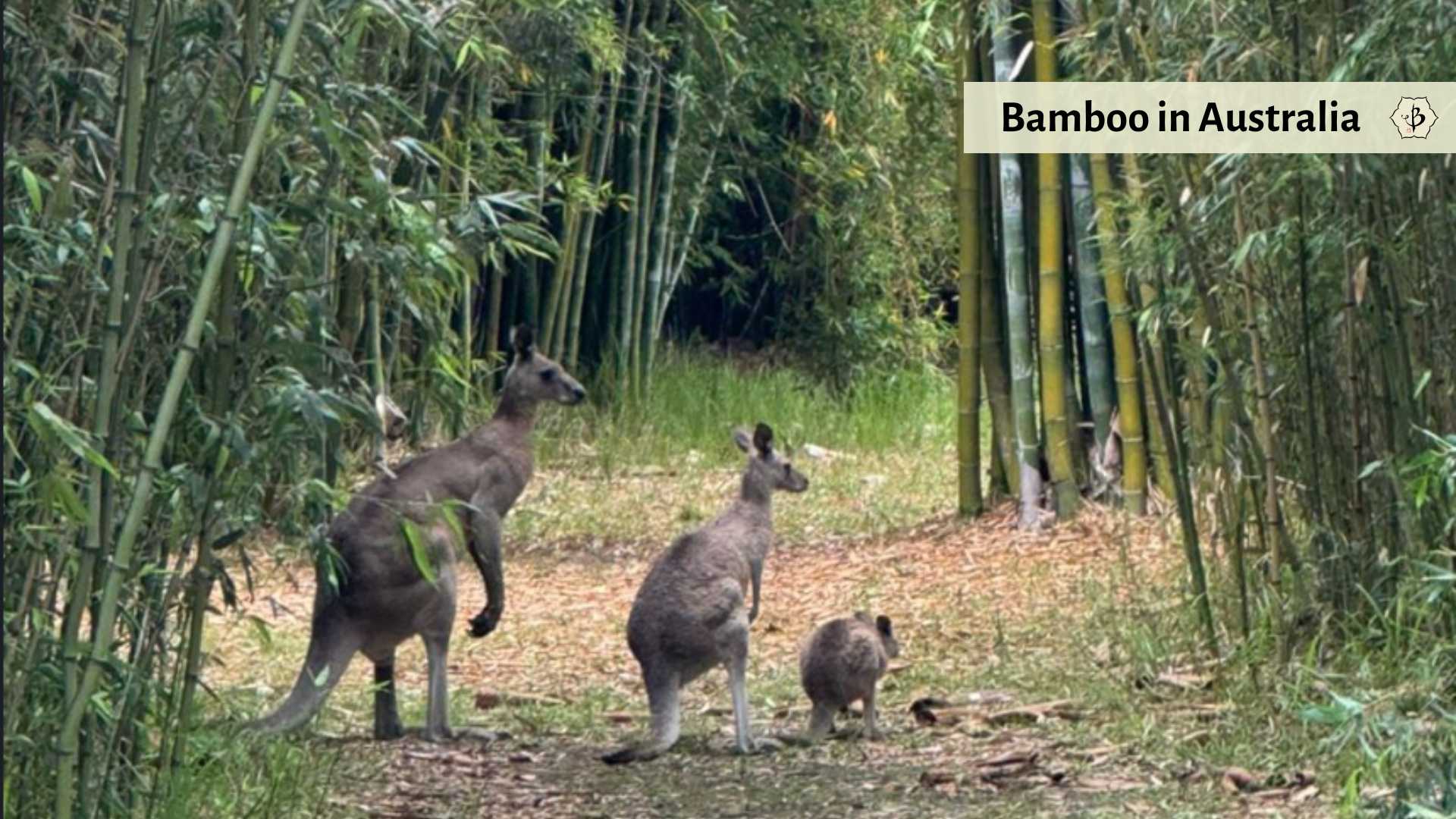 Bamboo and kangaroos in Australia