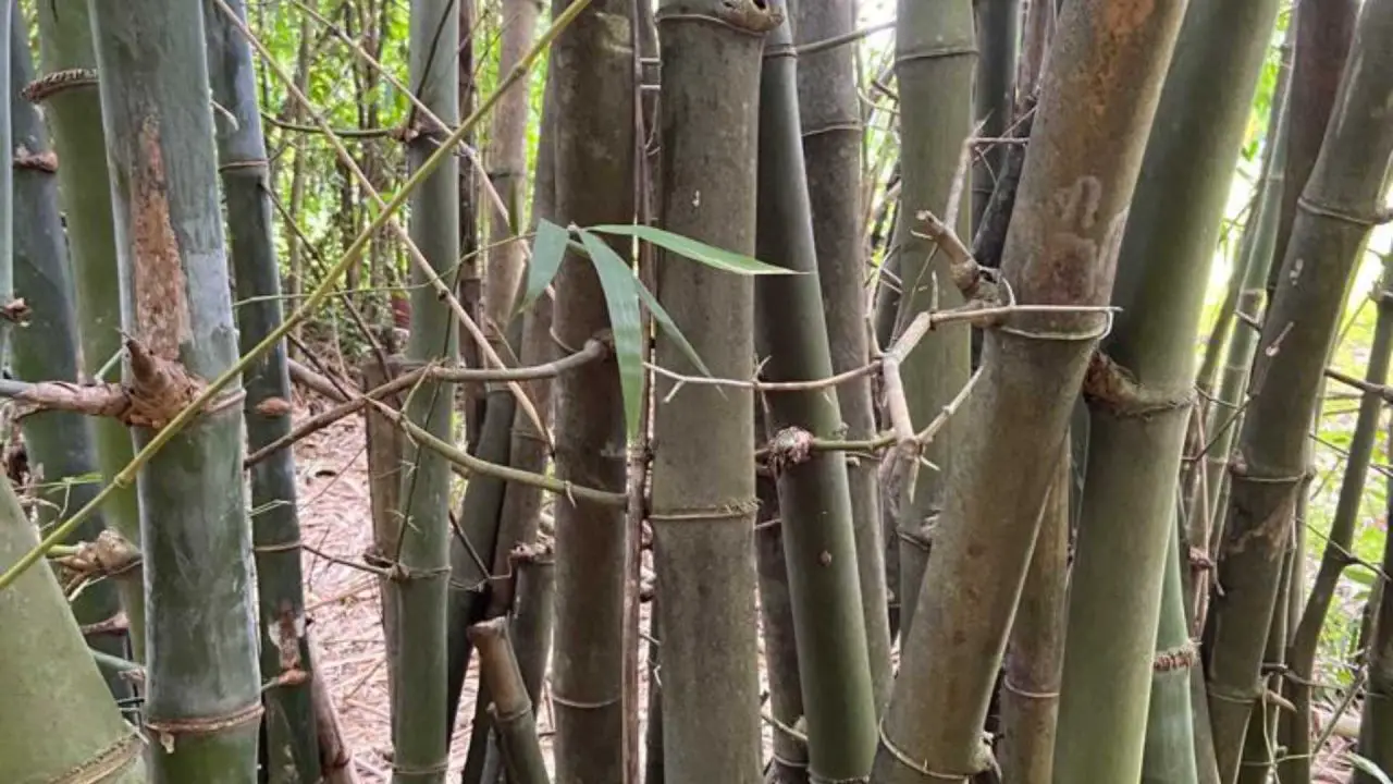 Bambusa blumeana with visible thorns - Bambu Batu