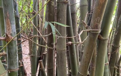 Bamboo speciation clarification: Bambusa spinosa