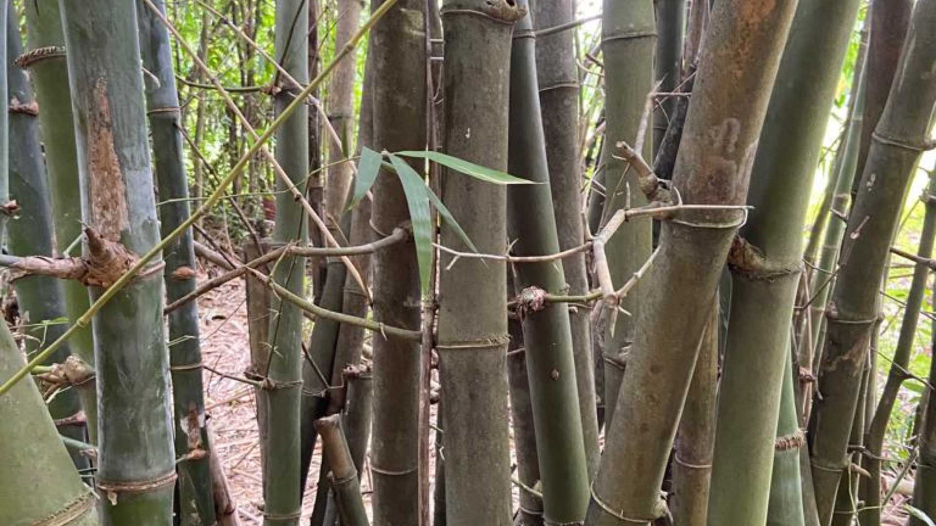 Bambusa blumeana with visible thorns