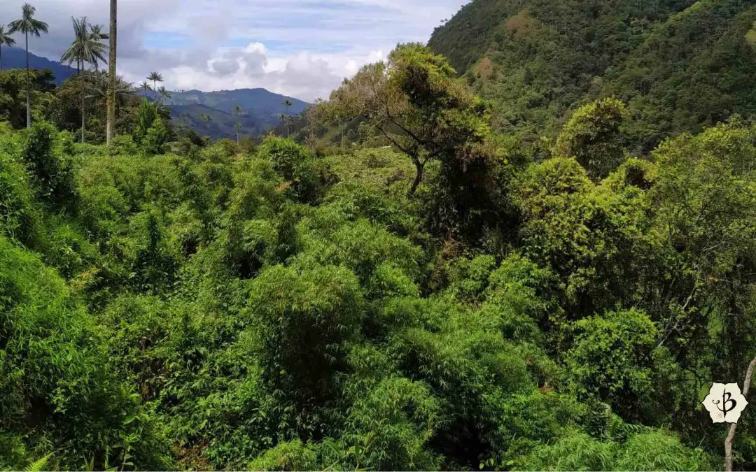 Chusquea bamboo in Colombia