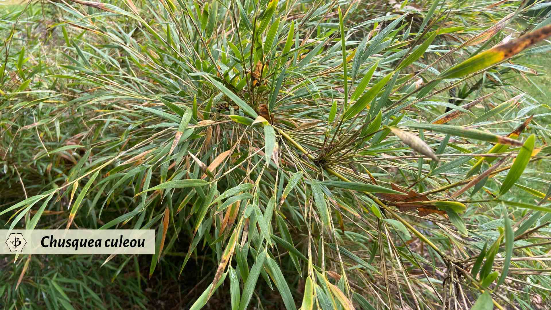 Chusquea culeou bamboo branches