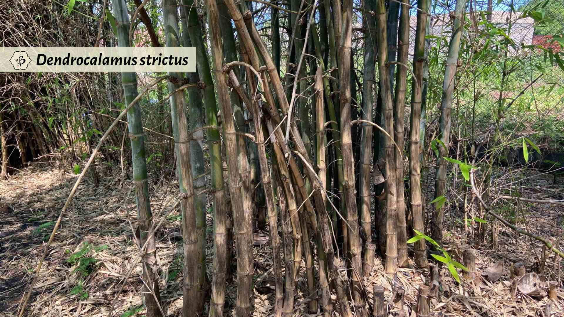 Dendrocalamus strictus Mozambique