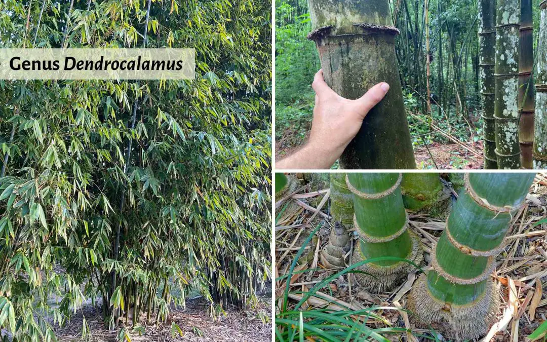 Genus Dendrocalamus: The biggest bamboos of all