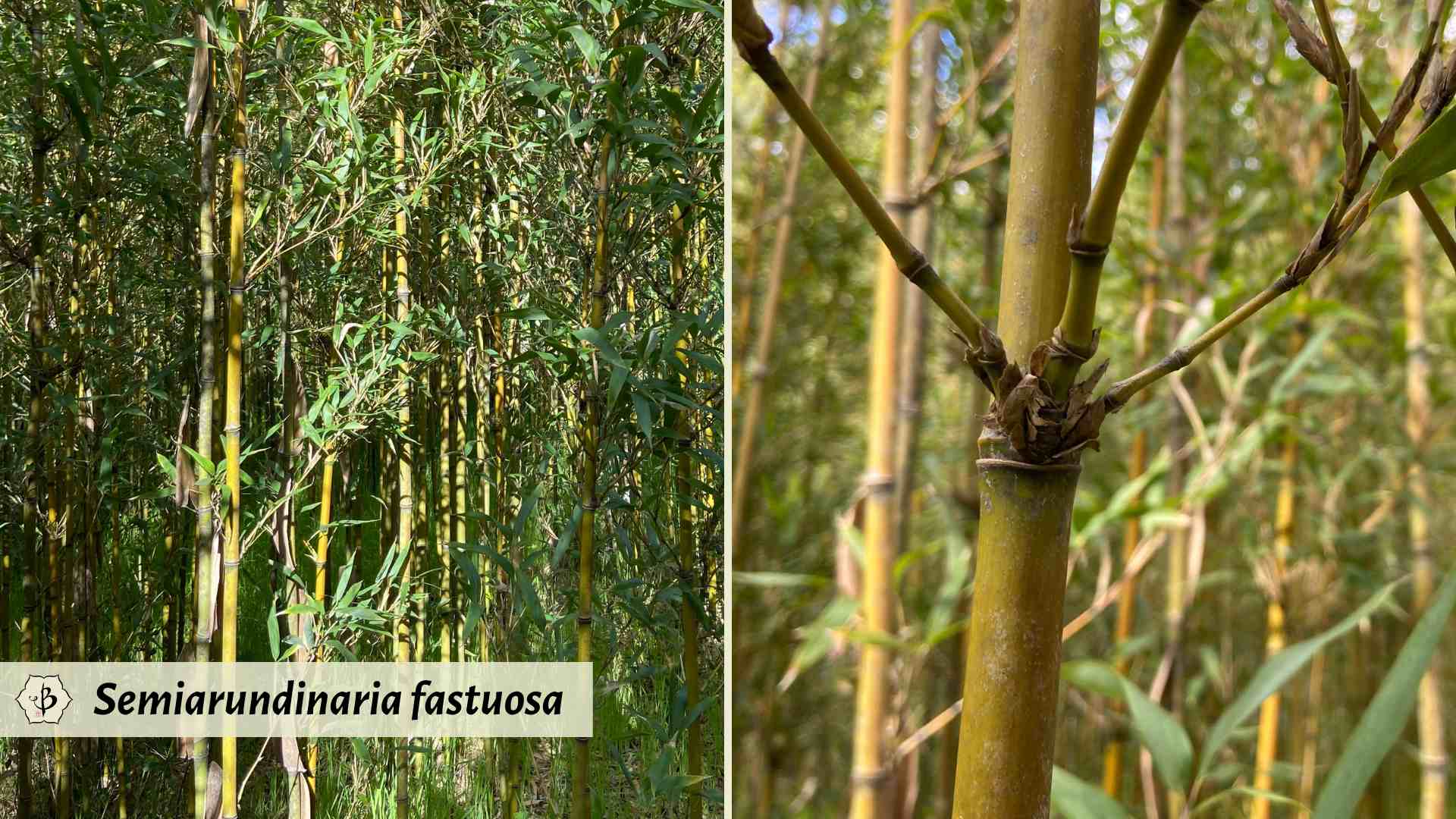 Semiarundinaria fastuosa temple bamboo features