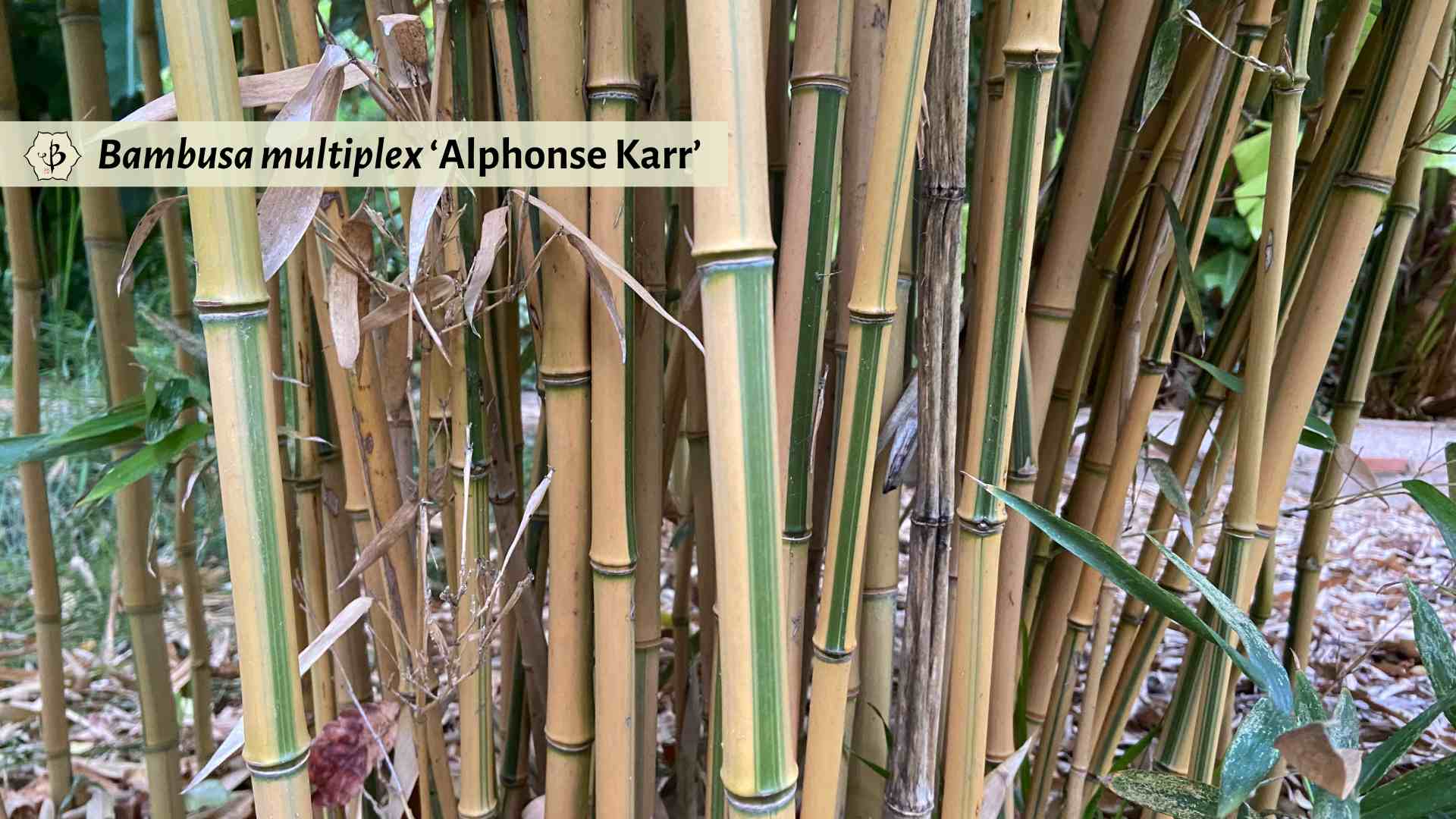 Bambusa multiplex Alphonse Karr striped bamboo