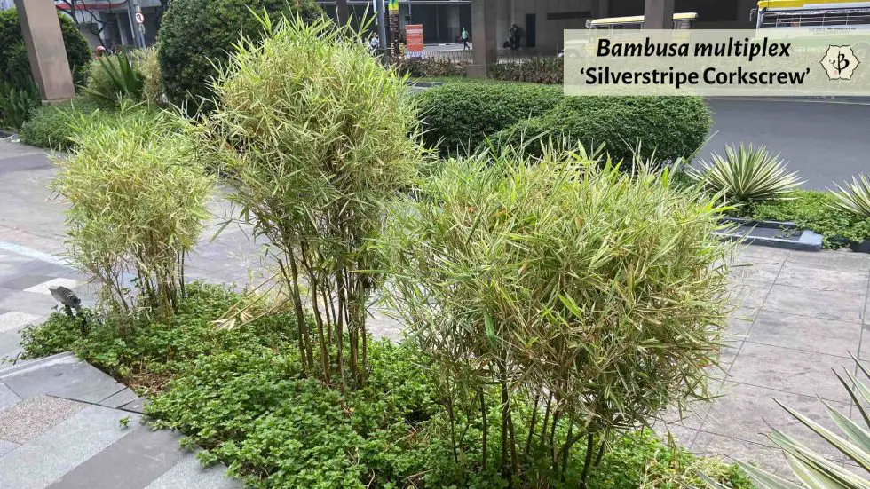 Bambusa multiplex: A bamboo with multiple personalities - Bambu Batu