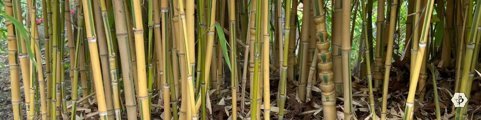 Phyllostachys aureosulcata Spectabilis banner