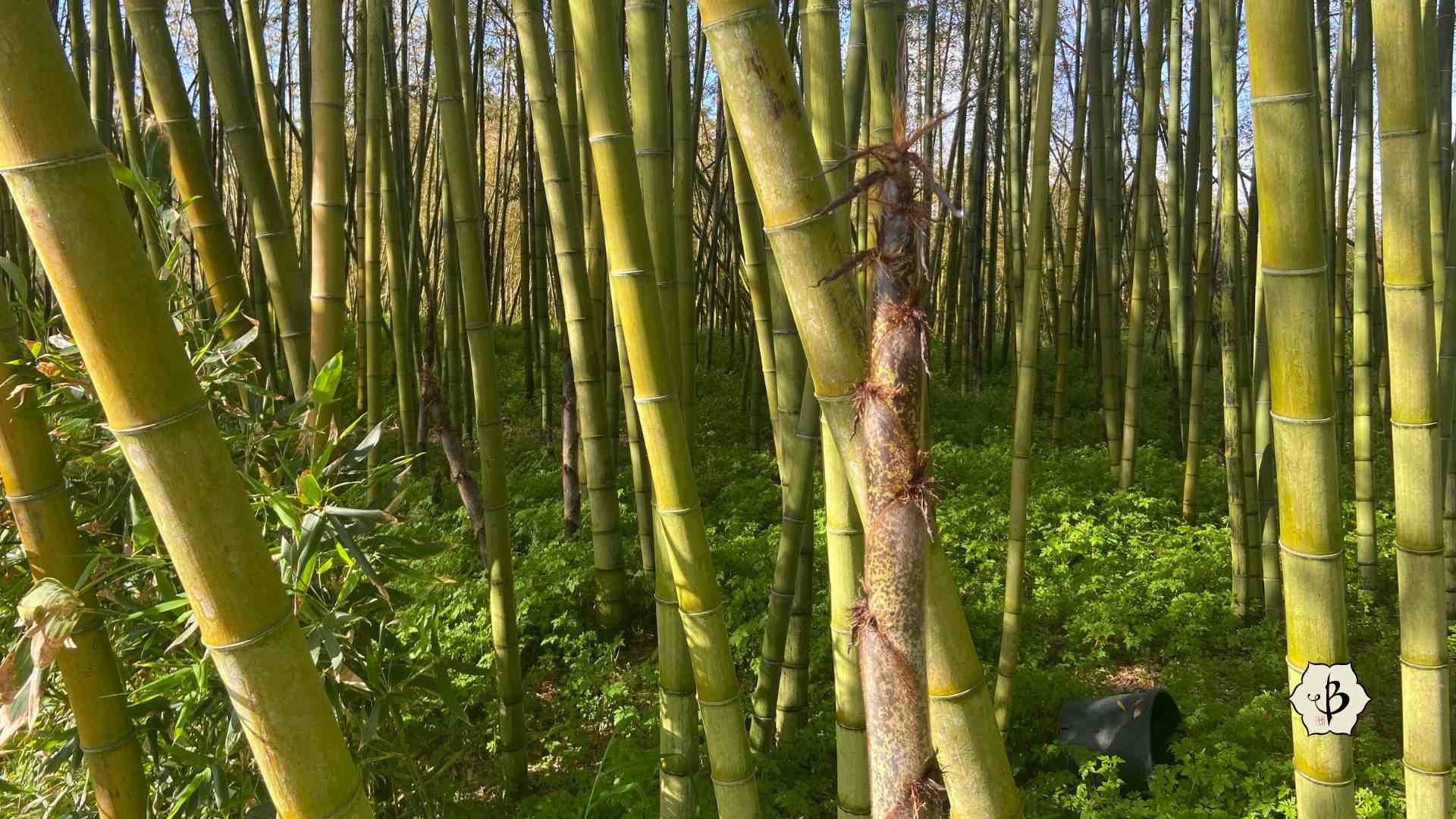 Phyllostachys edulis moso bamboo shoots