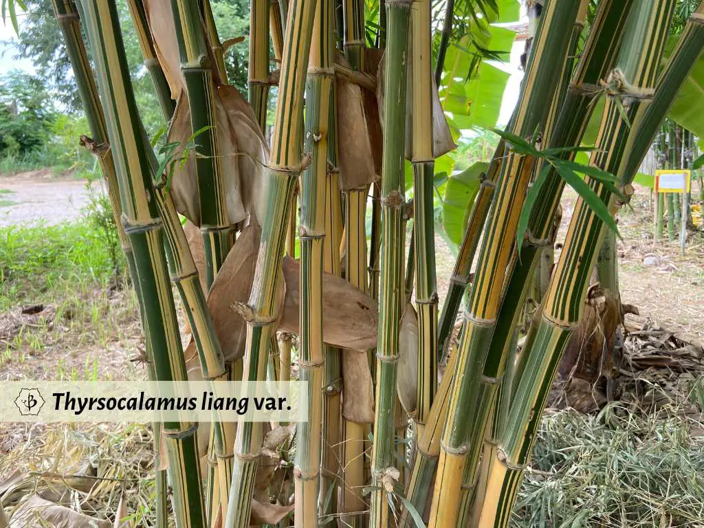 Thyrsocalamus liang variegated