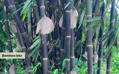 Bambusa lako: Timor Black Bamboo