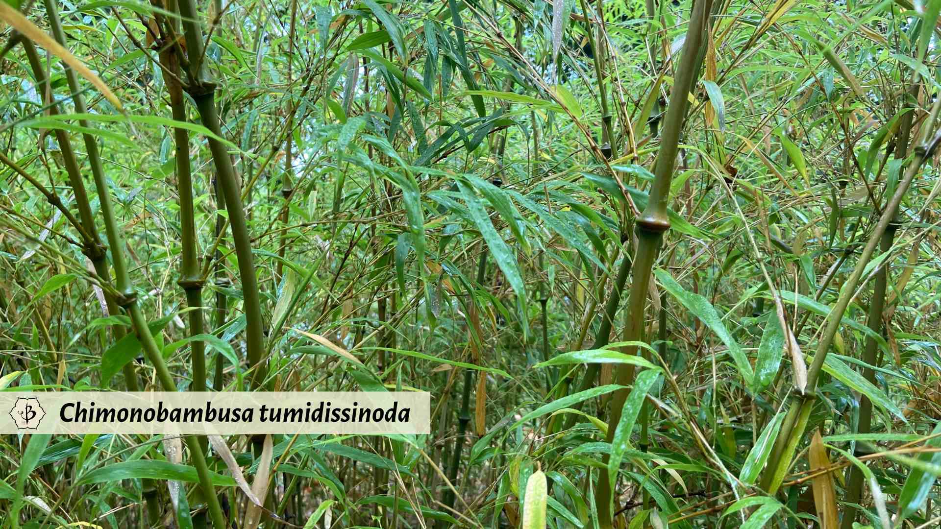 Chimonobambusa tumidissinoda bamboo nodes