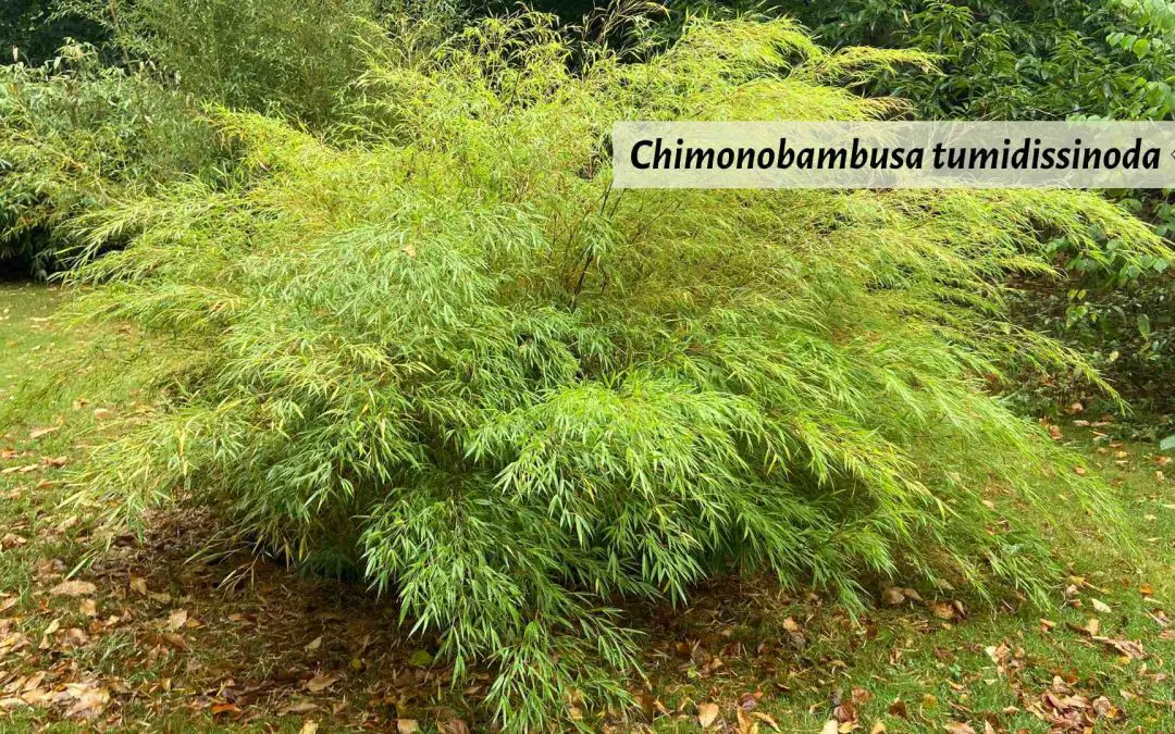 Chimonobambusa tumidissinoda specimen bamboo