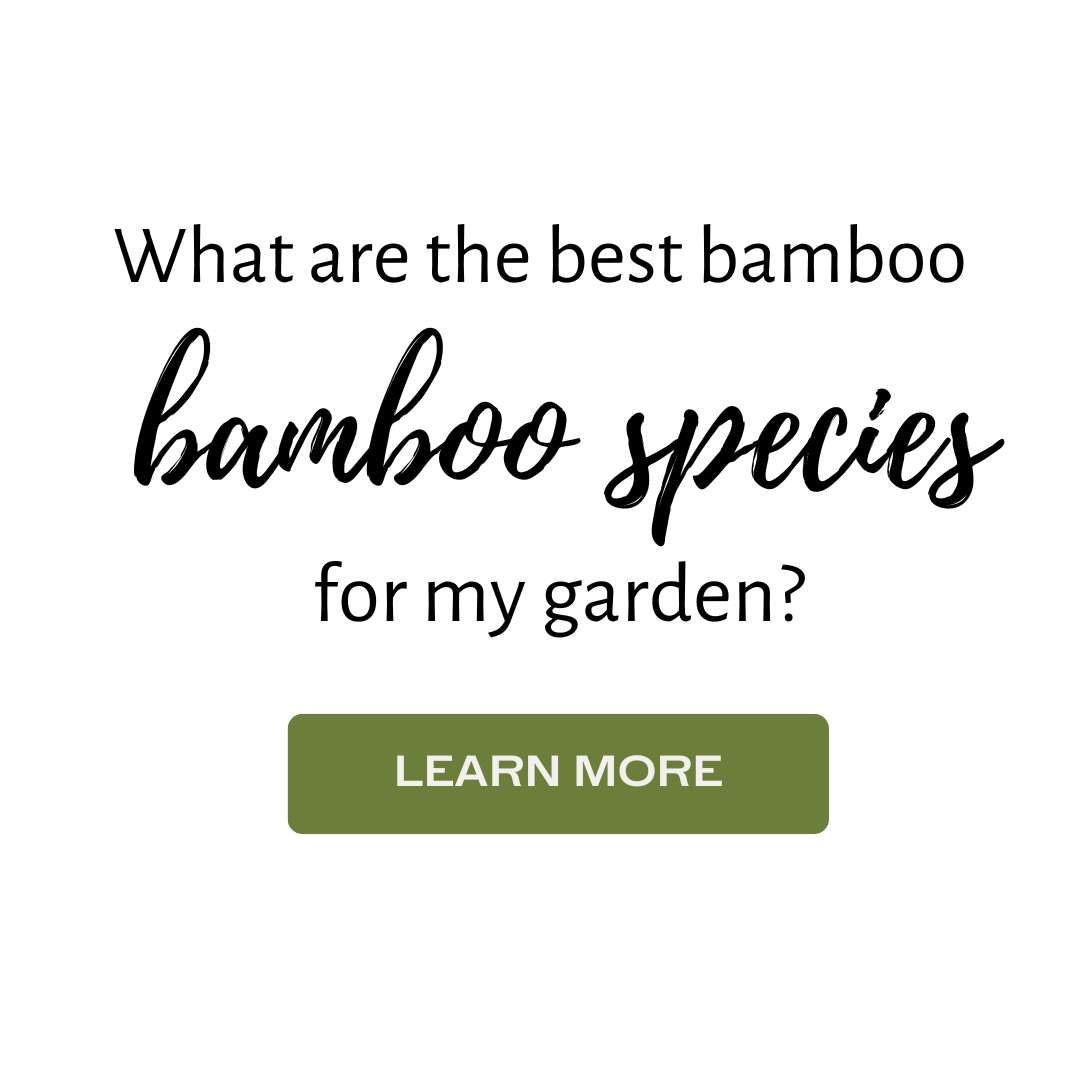 Bamboo sideline best species