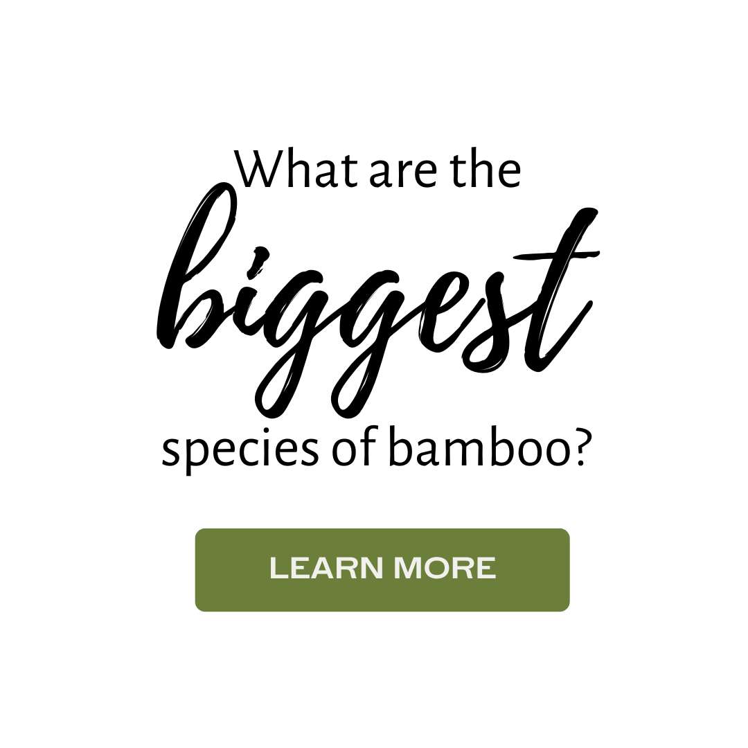 Bamboo sideline biggest species
