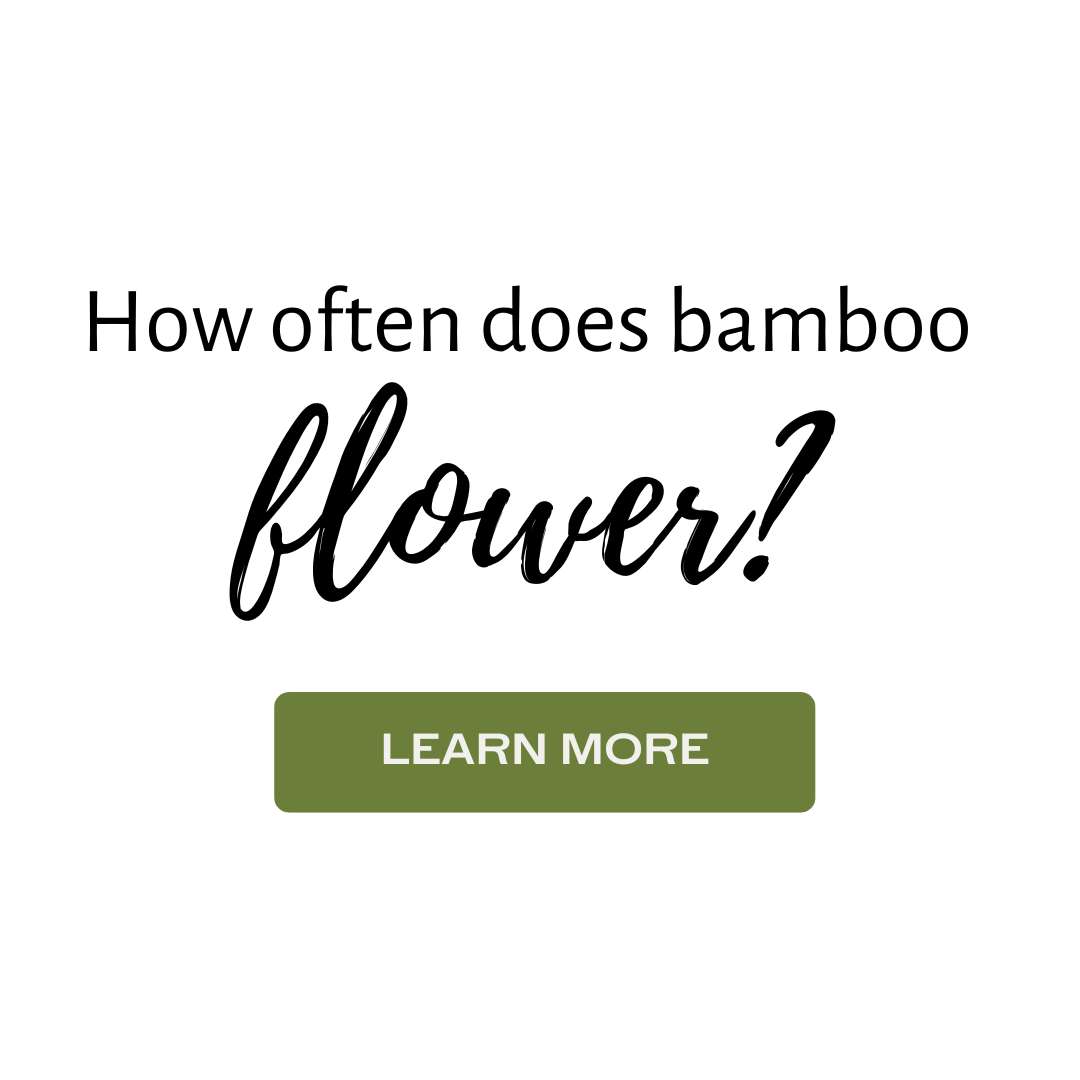 Bamboo sideline flowering