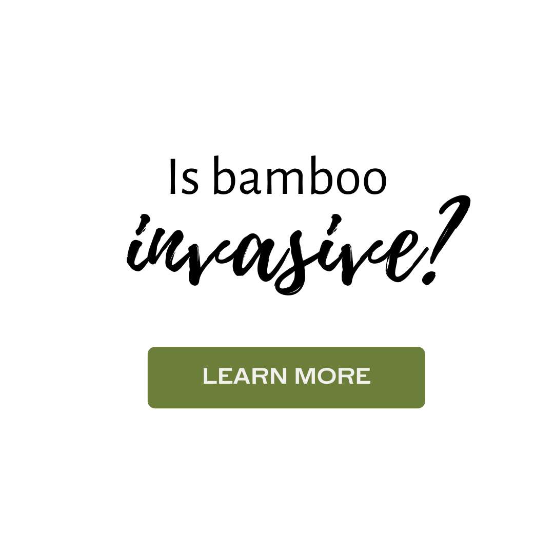 Bamboo sideline invasive