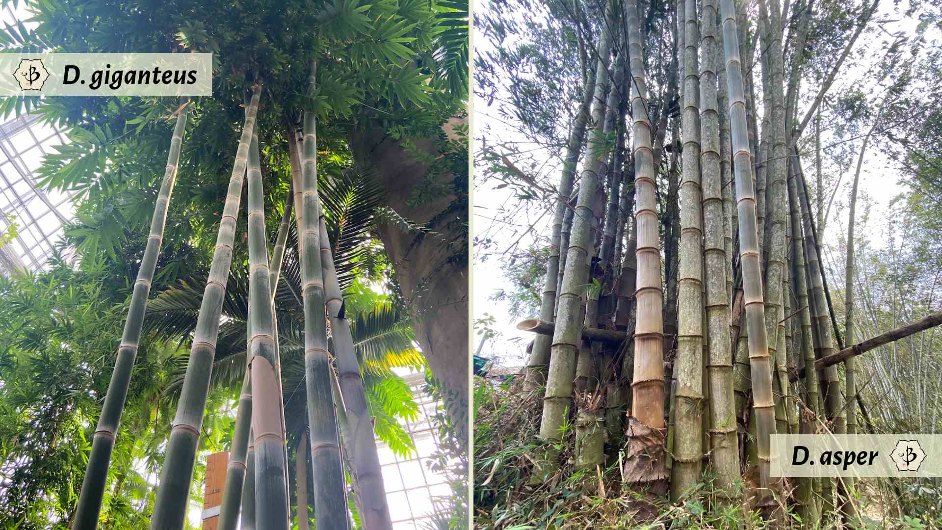 Dendrocalamus giganteus and asper