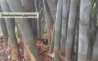 Dendrocalamus giganteus: Commonly known as giant bamboo