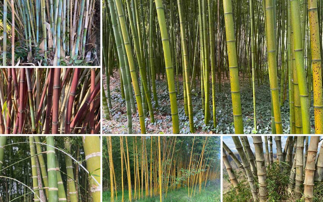 Bamboo Species Directory