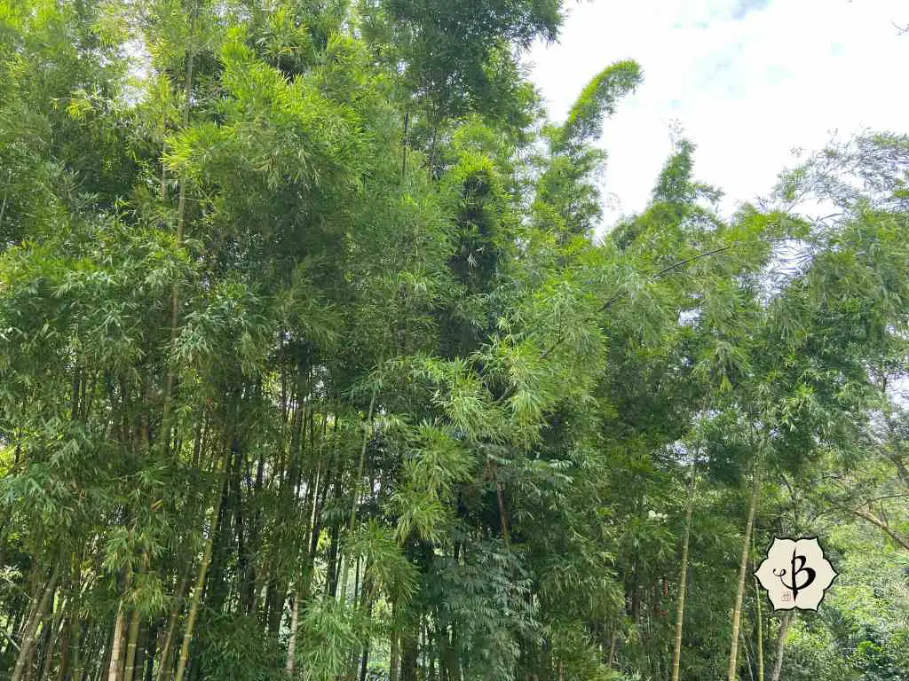 Guadua angustifolia forest - Bambu Batu