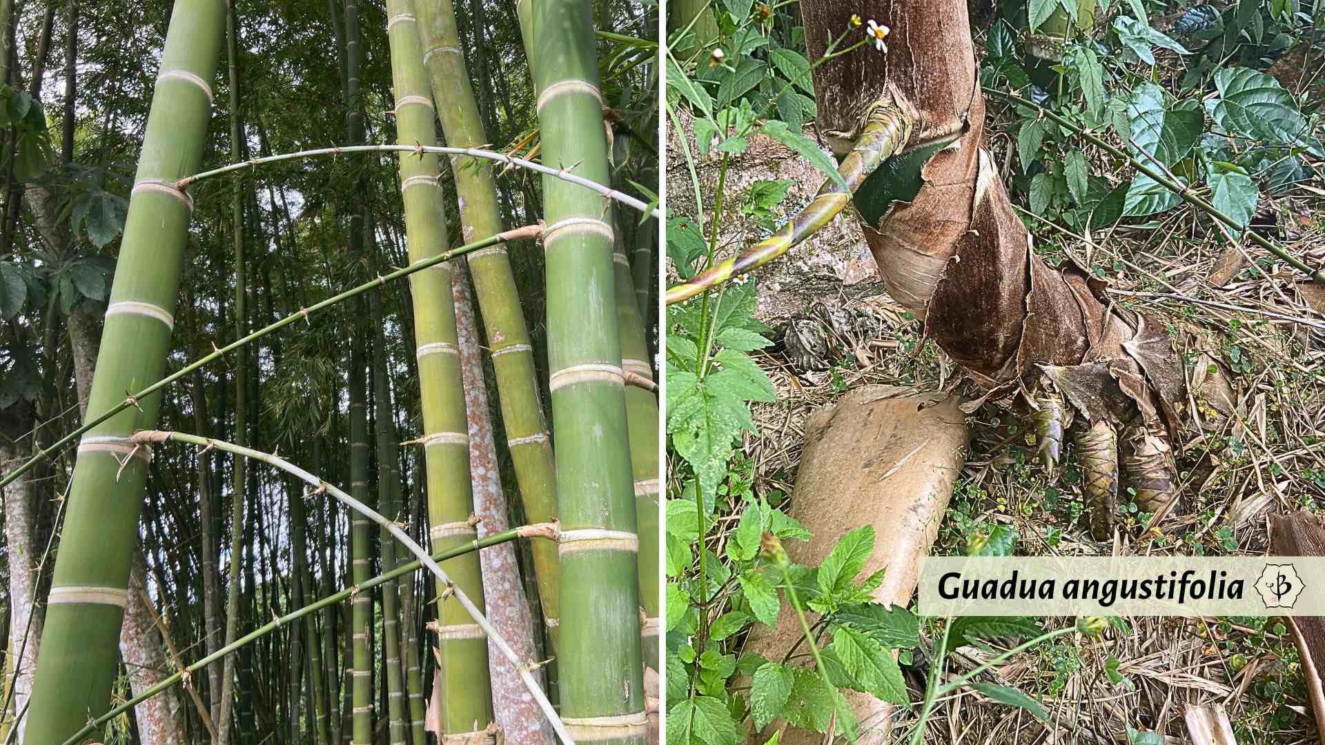 Guadua bamboo thorns and rhizomes