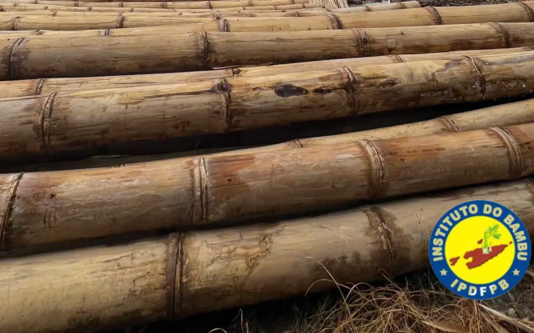 Bamboo Institute of Timor-Leste