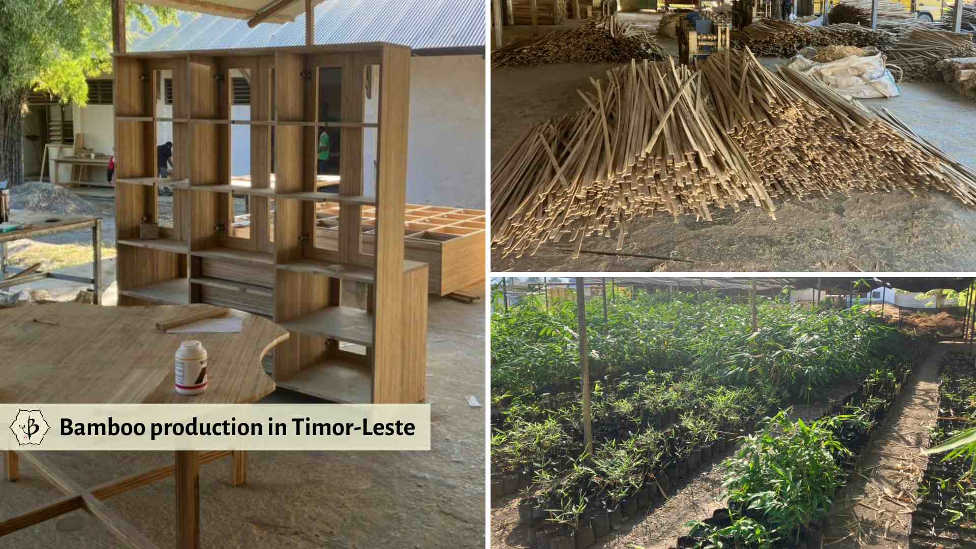 Bamboo production in Timor-Leste