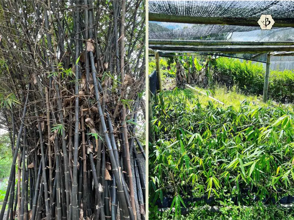 Black Bamboo Timor-Leste