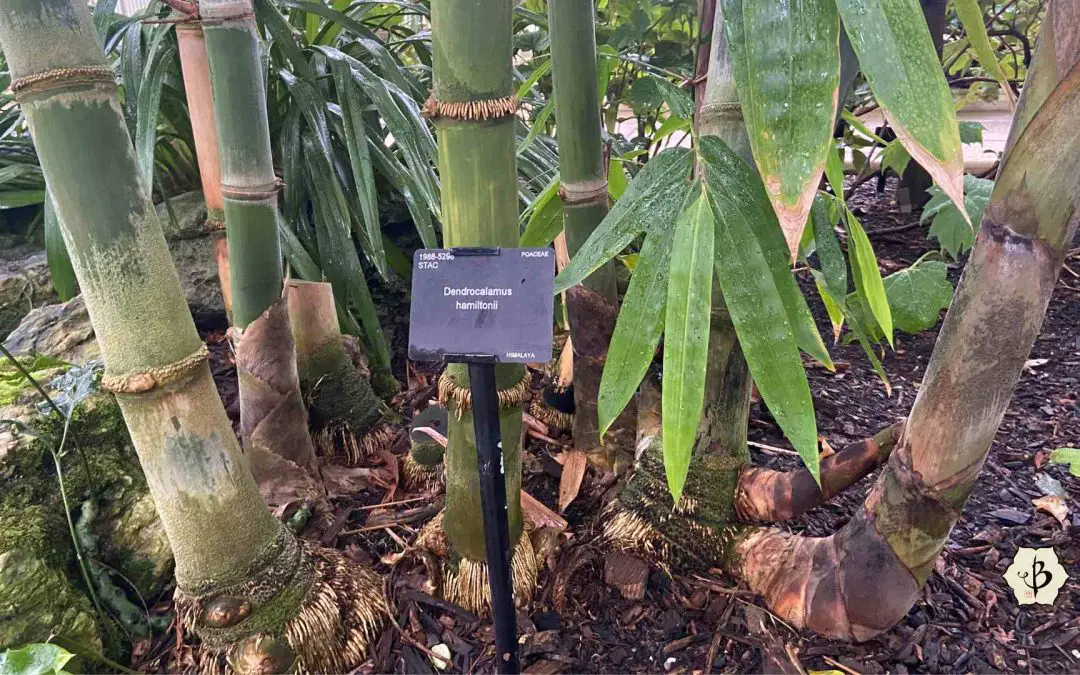 Dendrocalamus hamiltonii or Hamilton’s bamboo